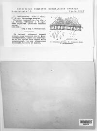 Drepanopeziza populi image